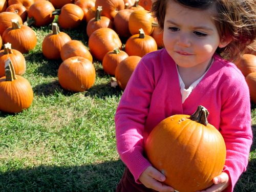 The Importance of Pumpkin Selection